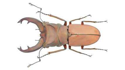 Lucanidae, stag beetle, Cyclommatus metallifer (Boisduval, 1835)