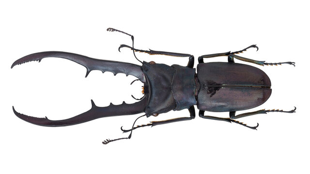 Lucanidae, stag beetle, Cyclommatus metallifer (Boisduval, 1835)