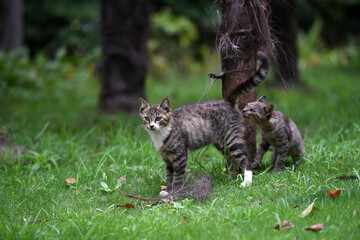 Stray cats in a park in Huai 'an, Jiangsu Province, China