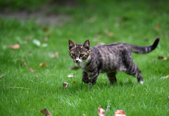 Obraz premium Stray cats in a park in Huai 'an, Jiangsu Province, China