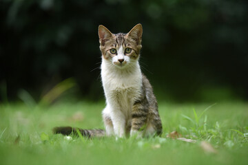 Stray cats in a park in Huai 'an, Jiangsu Province, China