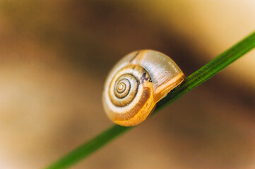 A beautiful snail hid in its shell, sitting on a green plant close-up. Photo of an animal.
