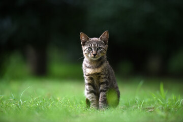 Stray cats in a park in Huai 'an, Jiangsu Province, China