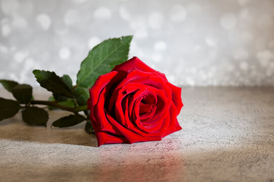 Phota Roes รูปภาพRoes-Flower – เลือกดูภาพถ่ายสต็อก เวกเตอร์ และวิดีโอ241 | Adobe Stock