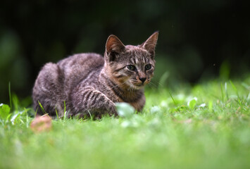 Stray cats in a park in Huai 'an, Jiangsu Province, China