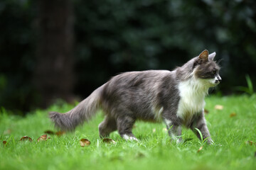 Stray cats in a park in Huai 'an, Jiangsu Province, China