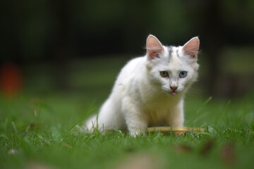 Stray cats in a park in Huai 'an, Jiangsu Province, China