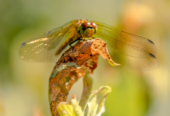close up of a dragonfly