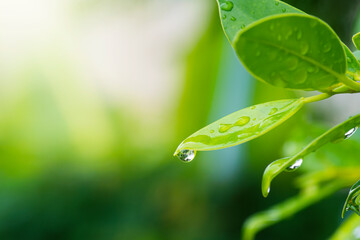 water drops on green leaf, purity nature background