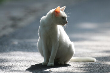 Fototapeta premium Stray cats in a park in Huai 'an, Jiangsu Province, China