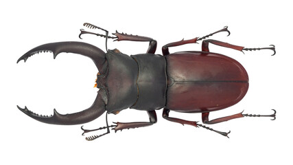 Lucanidae, stag beetle, Hexarthrius melchioritis (Séguy, 1954)