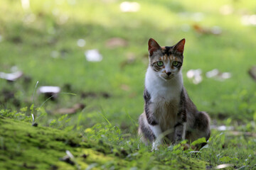 Stray cats in a park in Huai 'an, Jiangsu Province, China