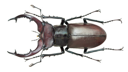Lucanidae, stag beetle, Lucanus elaphus Fabricius, 1775
