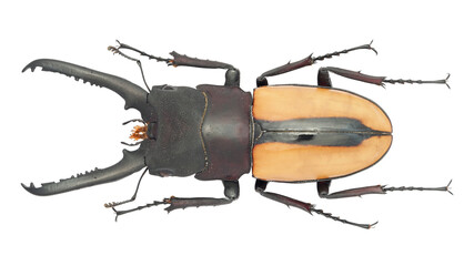 Lucanidae, stag beetle, Prosopocoilus fruhstorferi Kolbe, 1897 