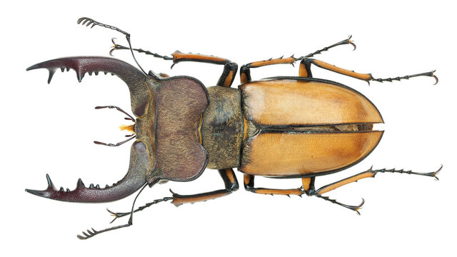 Lucanidae, stag beetle, Lucanus delavayi Fairmaire, 1887