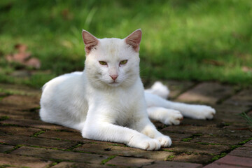 Stray cats in a park in Huai 'an, Jiangsu Province, China