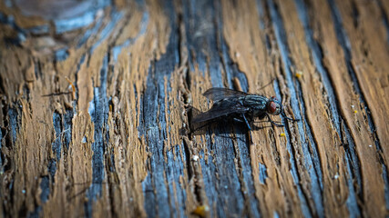 mosca trentina