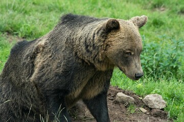 Europäischer Braunbär in einem weitläufigen naturnahen Gehege der Auffangstation (Bärenpark)...