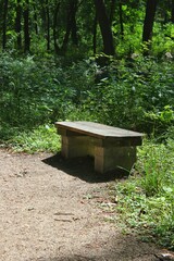 Quiet empty bench sitting in the bright sun in the middle of the lush summer green woods.