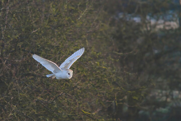 Barn owl in flight