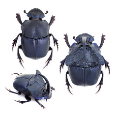 Phanaeus quadridens, Scarabaeinae, dung beetle