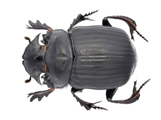 Synapsis yunnanus Arrow, 1933, Scarabaeinae, dung beetle - obrazy, fototapety, plakaty