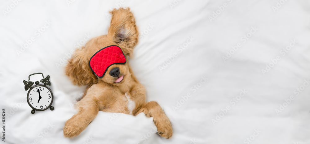 Poster funny english cocker spaniel puppy lying on a bed at home before bedtime and showing tongue out. top