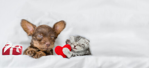 Dachshund puppy and kitten higging red heart sleep together with gift box under a white blanket on...