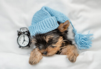 Yorkshire terrier puppy wearing warm hat sleeps with alarm clock under white warm blanket on a bed...