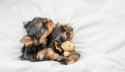 Workshire terrier puppies sleep together under a white blanket on a bed at home. Cuddling puppies....