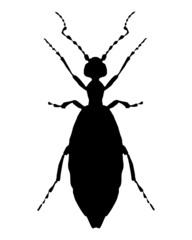 Schwarze Silhouette eines Ölkäfer auf weiss