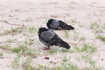 Pigeons bathing the border during the rainy season on the beach
