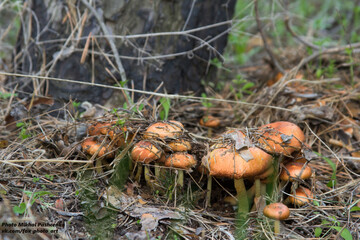 Honey mushrooms are a welcome prey for many. Armillaria mellea, commonly known as honey fungus - a basidiomycete fungus in the genus Armillaria (close-up).