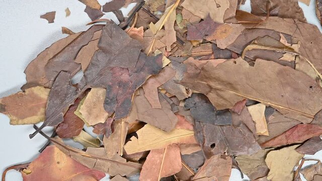 top pan herb SiJiQing or Ilicis Chinensis Folium or Purple flower Holly Leaf
