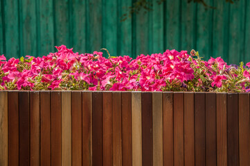 Colorful petunia flowers on a city street in a wooden pot. Floral landscaping brings a riot of color to city streets