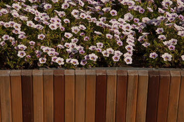 Fototapeta na wymiar Colorful petunia flowers on a city street in a wooden pot. Floral landscaping brings a riot of color to city streets