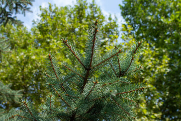 pine branch with needles in the center of the frame