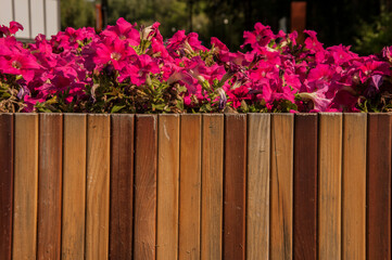 Colorful petunia flowers on a city street in a wooden pot. Floral landscaping brings a riot of color to city streets