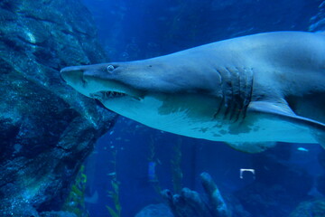 Naklejka premium Shark in Siam Ocean World