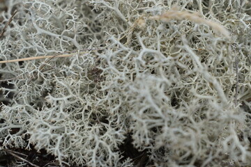 White Moss on the forest floor