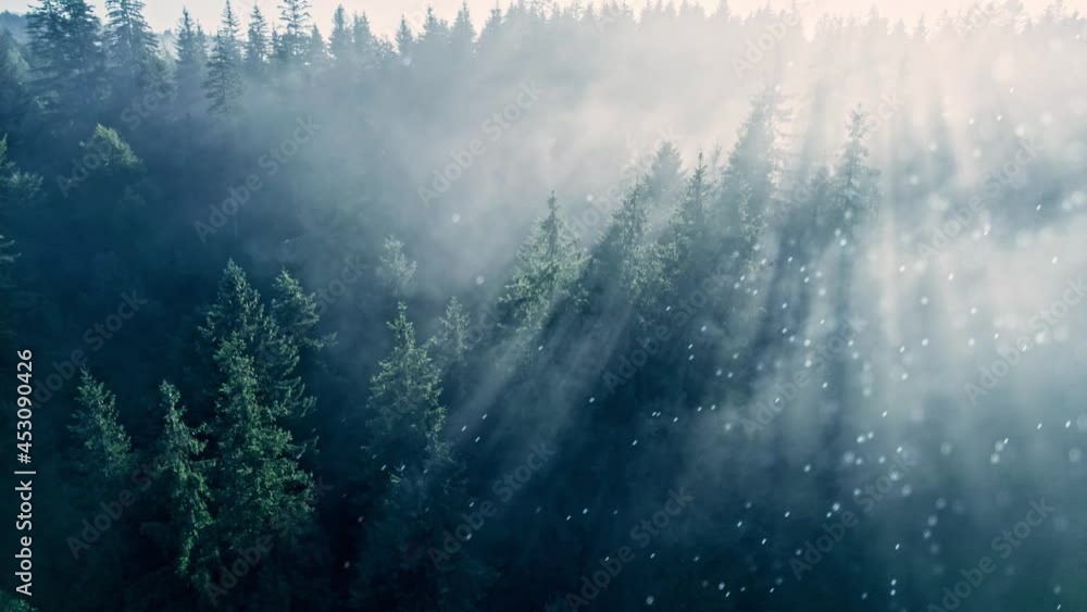 Aufkleber aerial shot of magical forest. dust particles floats in the air and illuminated by the rays of sun. 