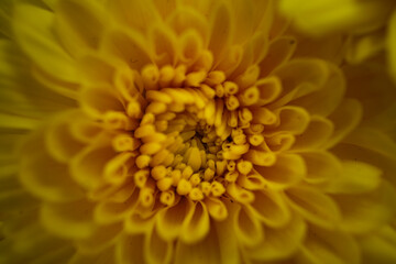 Chrysanthemenblüte - close up