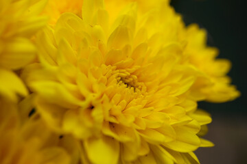 Chrysantheme - close up