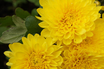 Chrysanthemen - close up