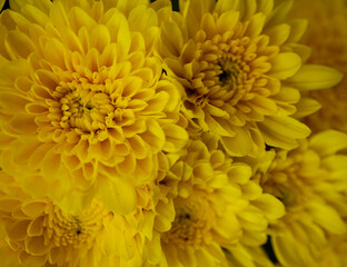 gelbe Chrysanthemen