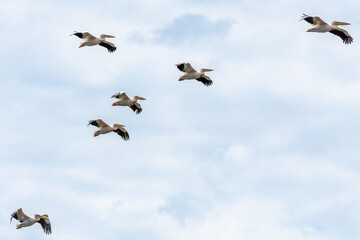 formation of great white pelicans in flight, danube delta, romania