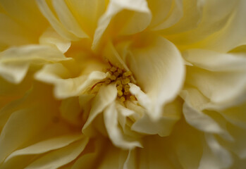 Obraz premium Rose - Close up