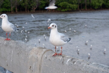 Seagull, Bang Pu, Samut Prakan, Thailand 