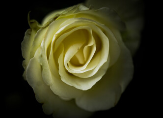 Rosenblüte - close up