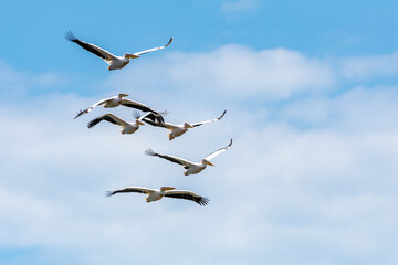 great white pelicans in flight, danube delta, romania